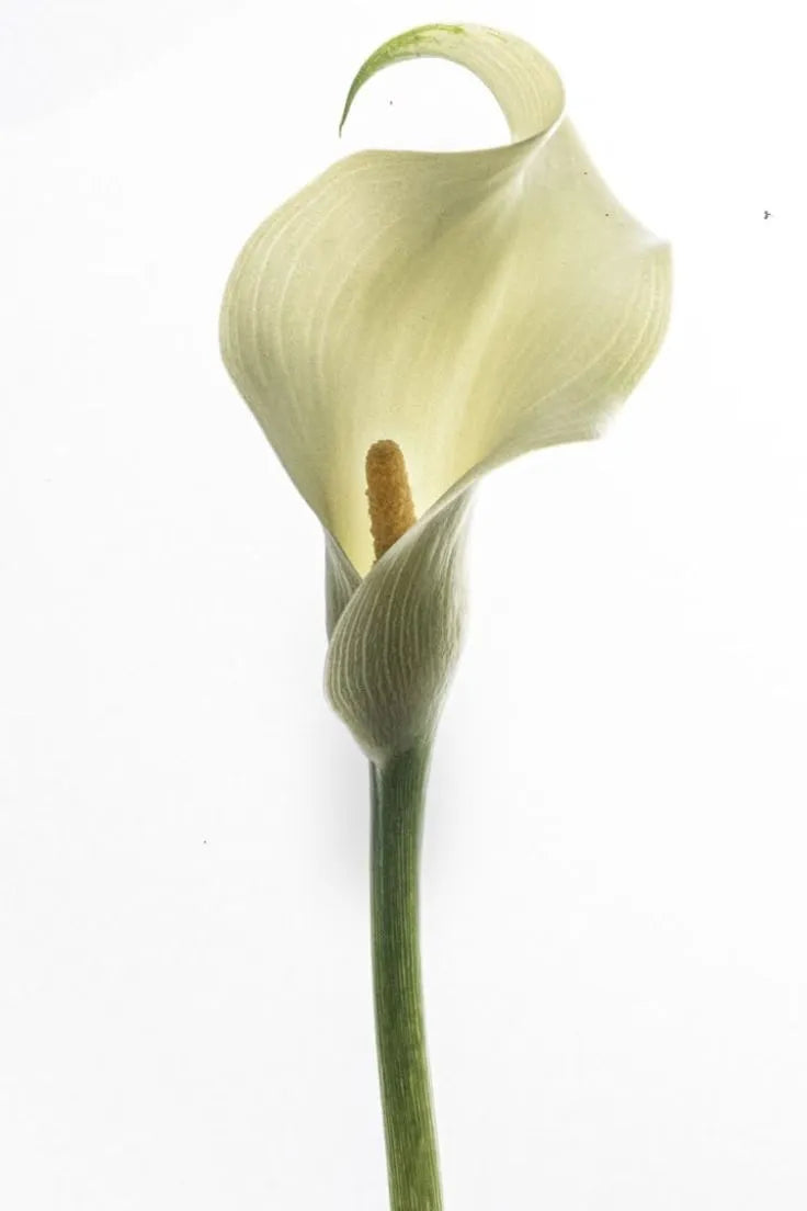 Acorus Calamus Root used in Ease Eyelash Serum to support lash strength and stimulate growth