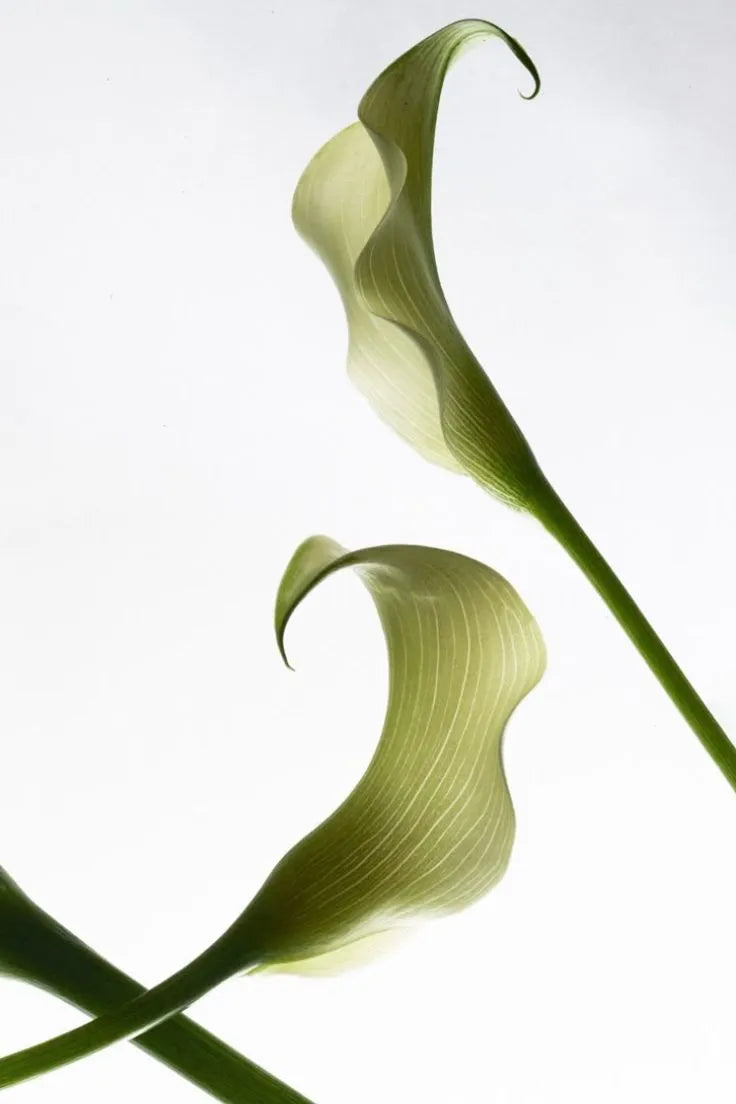 Serenoa Fruit Extract used in Ease Eyelash Serum