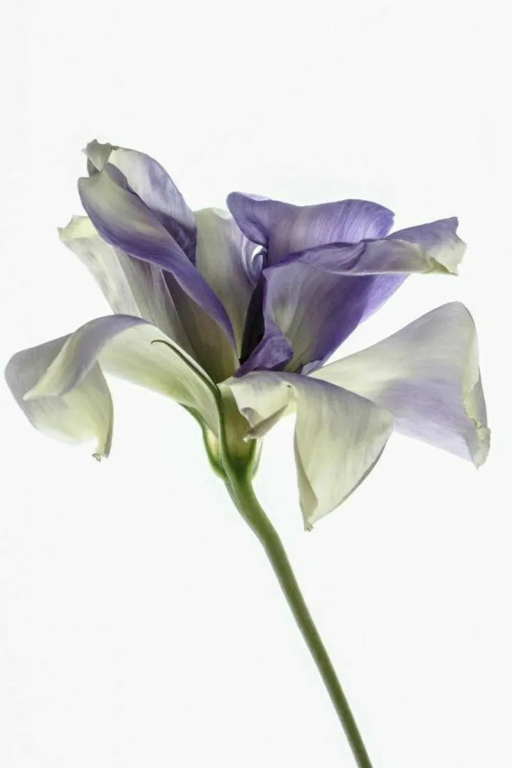 Purple and white flower on a white background